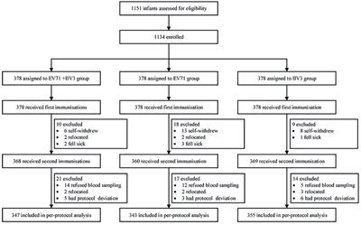 Frontiers | Immunogenicity And Safety Of An Inactivated Enterovirus 71 ...